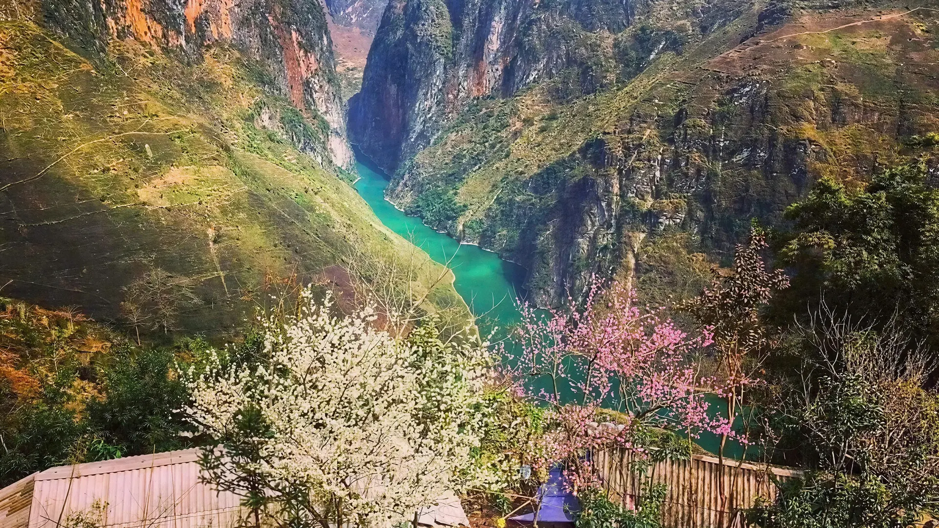 The emerald Nho Que River in its canyon, seen from Ma Pi Leng Pass in blossom season